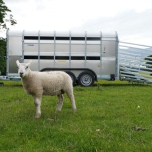 Ifor Williams TA510 16*7 2 etasjer livdyrhenger